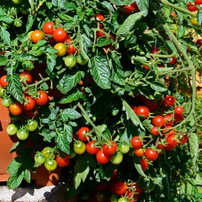 Rajče koktejlové Primabella - Solanum lycopersicum - semena - 6 ks