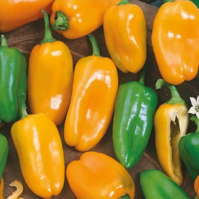 Paprika roční Hamík - Capsicum annuum - semena - 20 ks