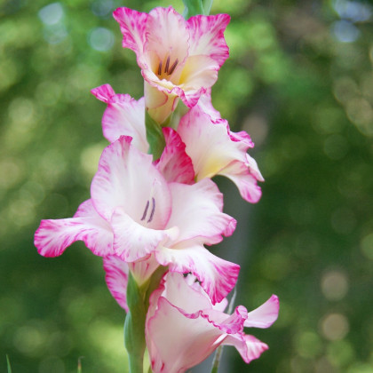 Mečík Priscilla - Gladiolus - cibuloviny - 3 ks
