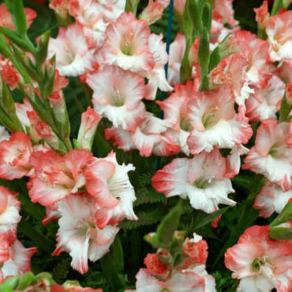 Mečík Pink Lady - Gladiolus - cibuloviny - 3 ks
