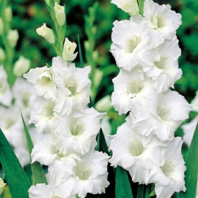 Mečík Snowy Ruffle - Gladiolus - cibuloviny - 3 ks