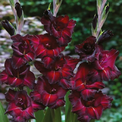 Mečík Black Sea - Gladiolus - cibuloviny - 3 ks
