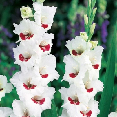 Mečík Fiorentina - Gladiolus - cibuloviny - 3 ks