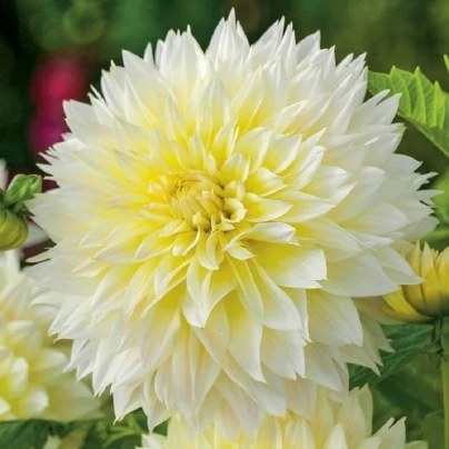 Jiřinka Canary Fubuki - Dahlia - cibuloviny - 1 ks