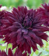 Jiřinka Black Touch - Dahlia - cibuloviny - 1 ks