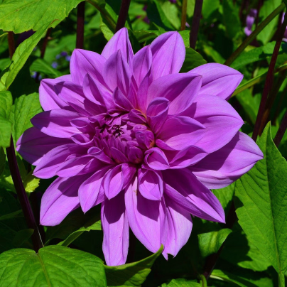 Jiřinka Lilac Time - Dahlia - cibuloviny - 1 ks