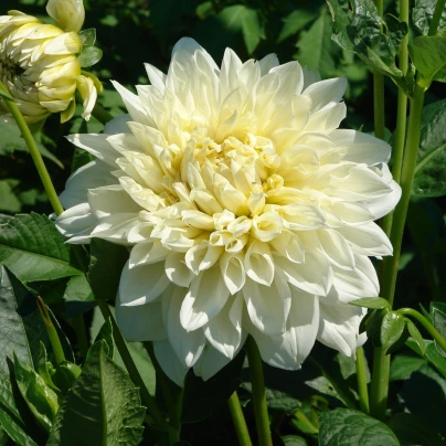 Jiřinka White Perfection - Dahlia - cibuloviny - 1 ks