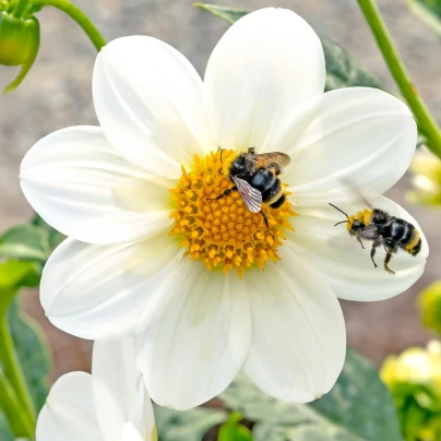 Jiřinka Mignon bílá - Dahlia - cibuloviny - 1 ks