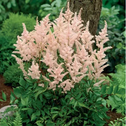 Čechrava Peach Blossom - Astilbe japonica - cibuloviny - 1 ks