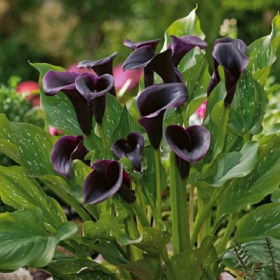 Kala Odessa - Zantedeschia - cibuloviny - 1 ks