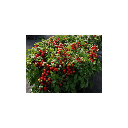 Rajče keříčkové balkónové Tomfall - Solanum lycopersicum - semena - 20 ks