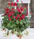 Jahodník Summer Breeze Rose F1 - Fragaria - semena - 10 ks