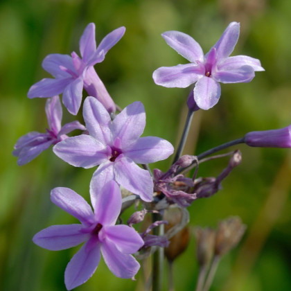 BIO Česnek divoký - Allium sativum - bio cibule česneku - 1 ks