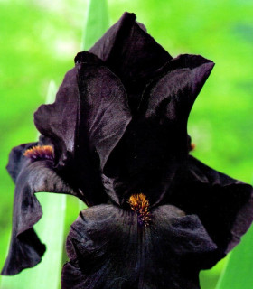 Kosatec německý Black Night - Iris germanica - hlízy - 1 ks