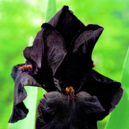 Kosatec Black Night - Iris germanica - cibuloviny - 1 ks