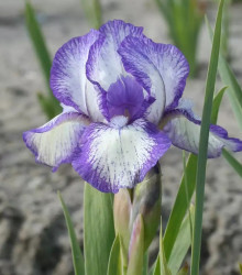 Kosatec Petit Polka - Iris pumila - cibuloviny - 1 ks