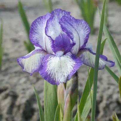 Kosatec nízký Petit Polka - Iris pumila - hlízy - 1 ks