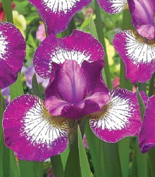 Kosatec Currier - Iris sibirica - cibuloviny - 1 ks
