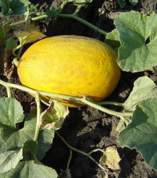 Meloun cukrový - Cucumis melo - semena - 5 ks