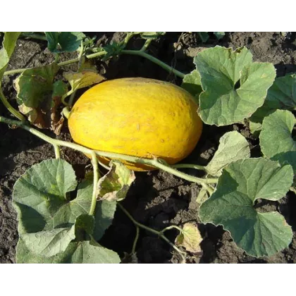 Meloun cukrový - Cucumis melo - semena - 5 ks