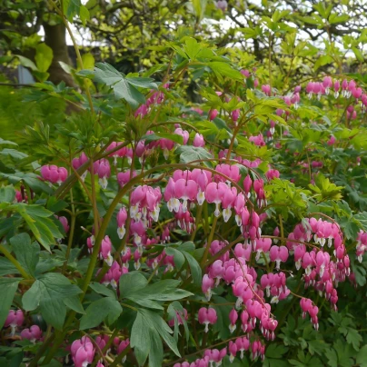 Srdcovka nádherná - Dicentra spectabilis - cibuloviny - 1 ks