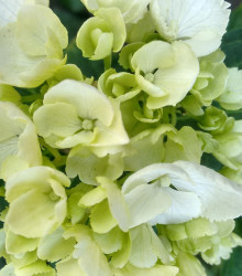Plaménka Orchid Green - Phlox - prostokořenné sazenice - 1 ks