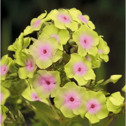 Plaménka Sherbet Blend - Phlox - prostokořenné sazenice - 1 ks