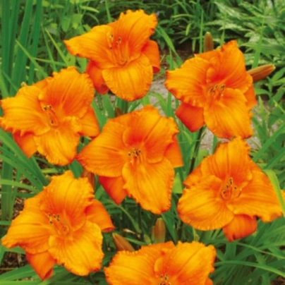 Denivka Tiger Blood - Hemerocallis - cibuloviny - 1 ks