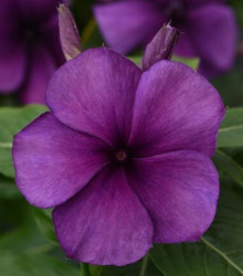 Barvínek Tatoo Blueberry - Catharanthus - semena - 20 ks
