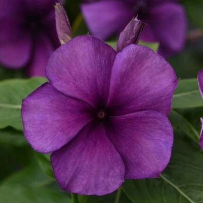 Barvínek Tatoo Blueberry - Catharanthus - semena - 20 ks