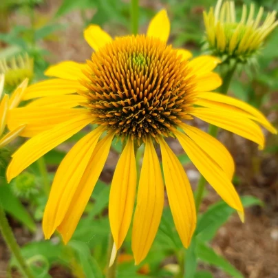 Třapatkovka žlutá - Echinacea - prostokořenné sazenice - 1 ks