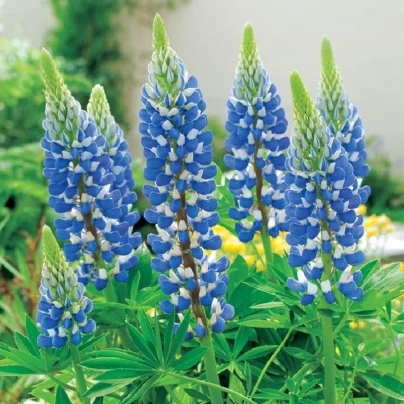 Lupina modrá - Lupinus - prostokořenné sazenice - 1 ks