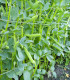Bob obecný Perla - Vicia faba - semena - 20 ks