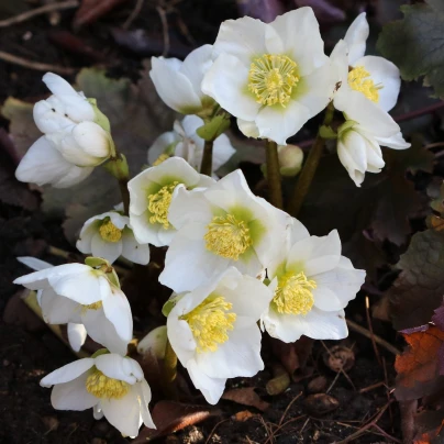 Čemeřice bílá - Helleborus niger - prostokořenné sazenice - 1 ks