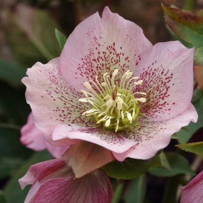 Čemeřice východní - Helleborus orientalis - prostokořenné sazenice - 1 ks