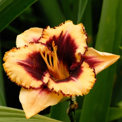 Denivka Eye on America - Hemerocallis - cibuloviny - 1 ks