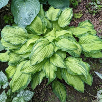 Funkie - Bohyška - Hosta Albopicta - cibuloviny - 1 ks