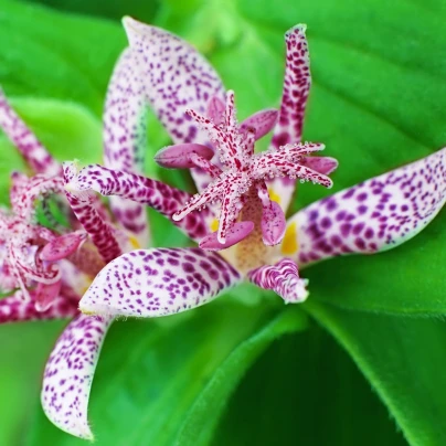 Liliovka srstnatá - Tricyrtis hirta - prostokořenné sazenice - 1 ks