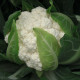 BIO Květák Flamenco F1 - Brassica oleracea - bio semena - 15 ks