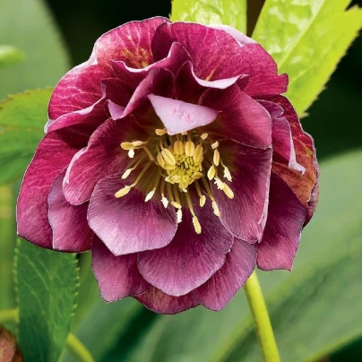 Čemeřice plnokvětá Ellen Red - Helleborus double - prostokořenné sazenice - 1 ks