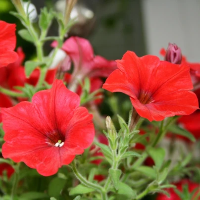 Petúnie Musica Red F1 - Petunia x grandiflora - semena - 30 ks