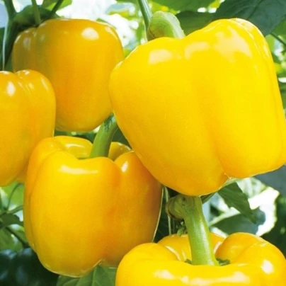 Paprika Beluga Yellow F1 - Capsicum annuum - semena - 5 ks