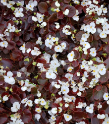 Begónie Marsala F1 White - Begonia semperflorens - semena - 20 ks