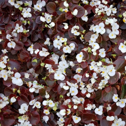 Begónie Marsala F1 White - Begonia semperflorens - semena - 20 ks