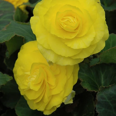 Begónie Nonstop F1 Yellow - Begonia tuberhybrida - semena - 20 ks