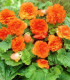 Begónie Nonstop F1 Orange - Begonia tuberhybrida - semena - 20 ks