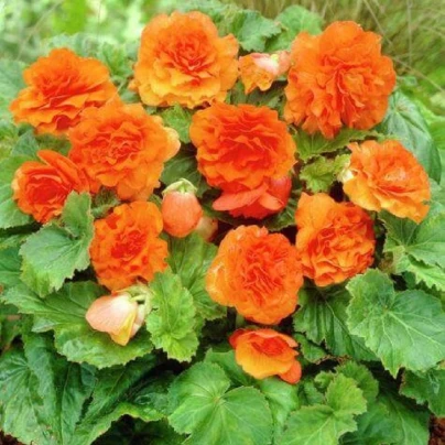 Begónie Nonstop F1 Orange - Begonia tuberhybrida - semena - 20 ks