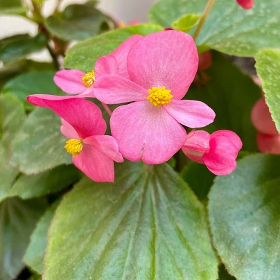 Begónie Superstar F1 Rose - Begonia semperflorens - semena - 20 ks