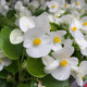 Begónie Superstar F1 White - Begonia semperflorens - semena - 20 ks