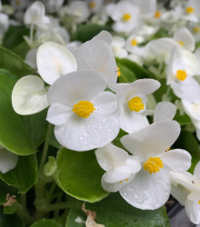 Begónie Superstar F1 White - Begonia semperflorens - semena - 20 ks